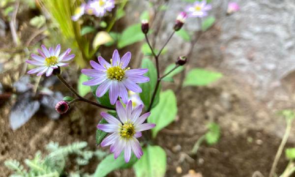 Aster microcephalus 'Kiyosumi'